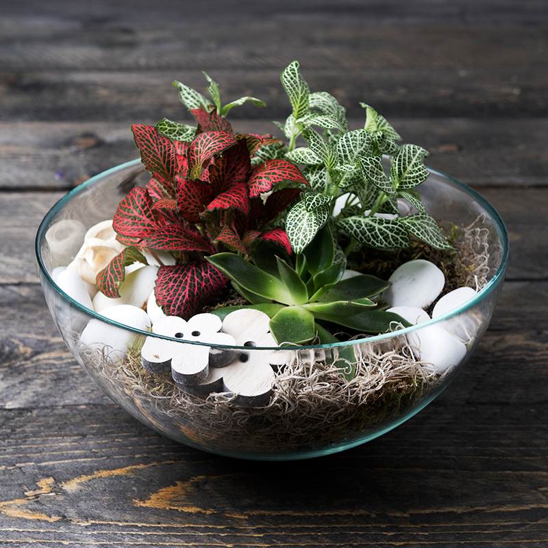 Rastlinné terárium - aranžmán v skle