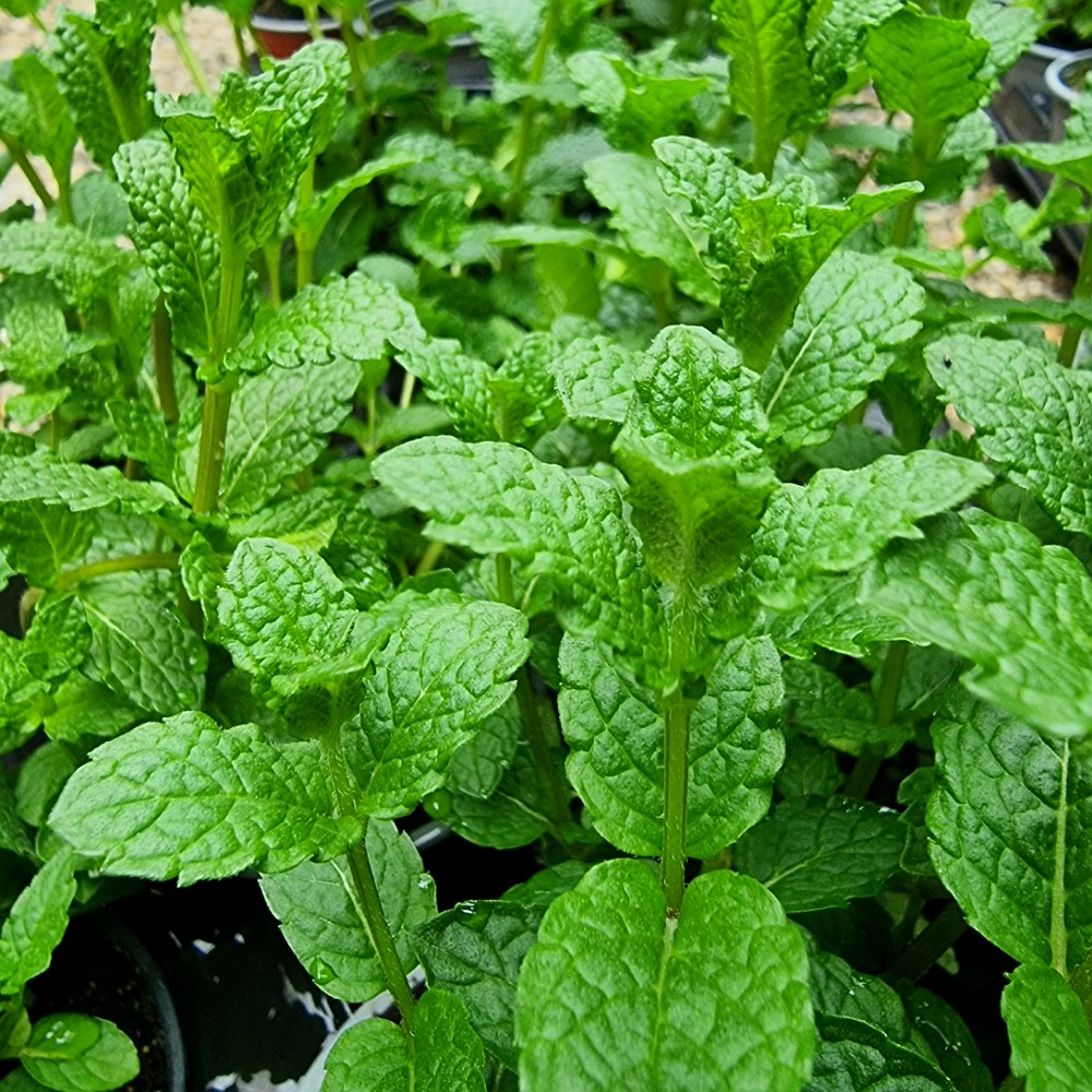 Bylinky - záhradné