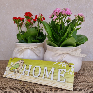Kalanchoe