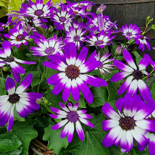 Senécio bielo fialové