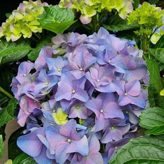 Hortenzia Kalinolistá modro fialová