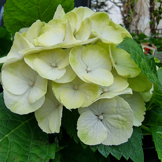 Hortenzia Kalinolistá biela