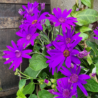 Senécio fialovo neónové