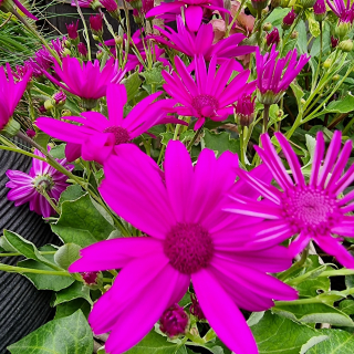 Senécio cyklámenové