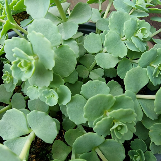 Sedum 
