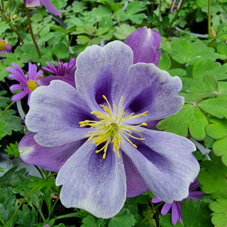 Aquilegia fialková