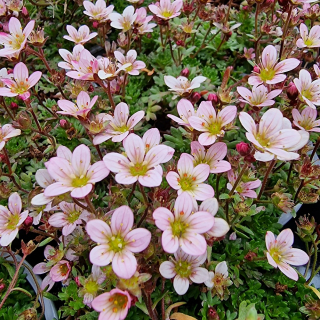 Saxifraga ružová