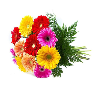 Kytica gerbera - retro