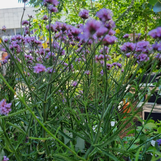 Verbena Bonariensis