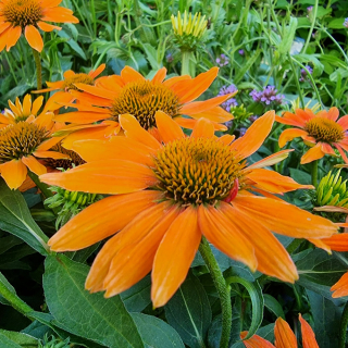 Echinacea oranžová