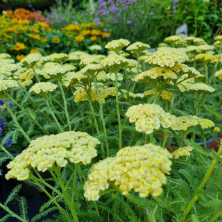 Achillea