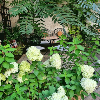 Hortenzia Paniculata