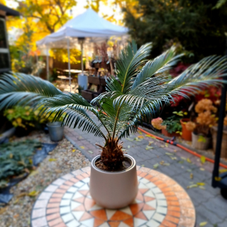 Cycas Revoluta 50 cm