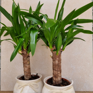 Yucca