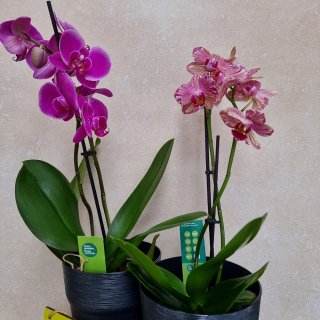Phalaenopsis - orchidea