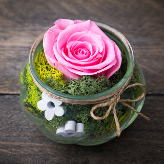 Stabilizovaná ruža ružová - vázička 