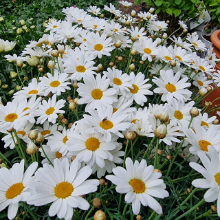 Margarétka biela - Argyranthemum