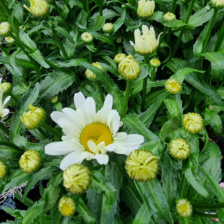 Margarétka biela - Leucanthemum