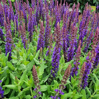 Šalvia Fialová - Ostriesland