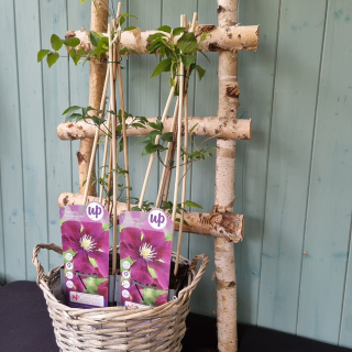 Clematis veľkokvetý cyklámenový