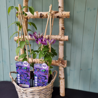 Clematis veľkokvetý fialový