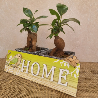 Ficus Mikrokarpa mini