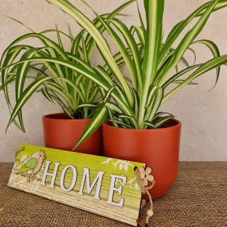 Chlorophytum