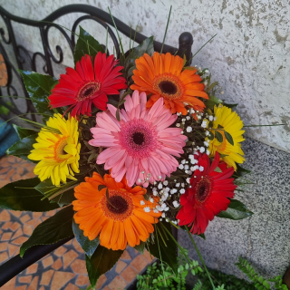 Kytica farebné gerbery