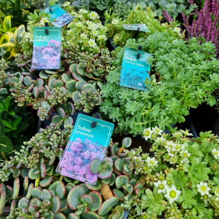 Sedum mix farieb