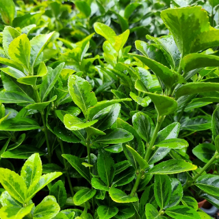 Euonymus žlto zelený