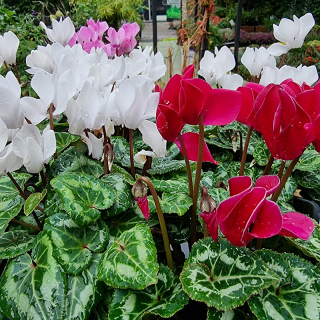 Cyklámen mix farieb