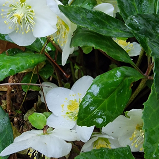 Heleborus - Čemerica