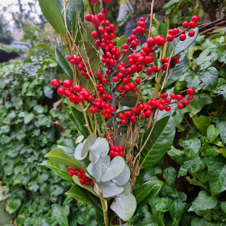 Vianočná kytica - eukalyptus + ilex