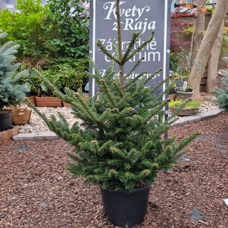 Vianočný stromček v črepníku - ABIES NORMANNIANA