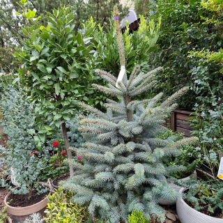 Vianočný stromček v črepníku - PICEA PU SUPER BLUE