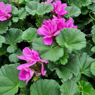 Pelargónia kríčková cyklámenová