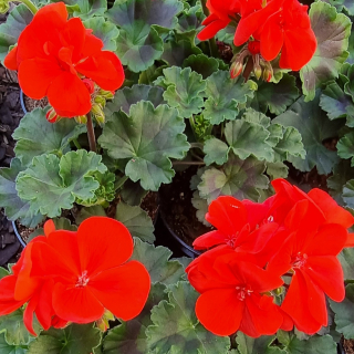 Pelargónia kríčková červená