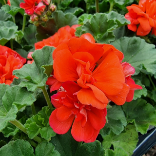 Pelargónia kríčková oranžová