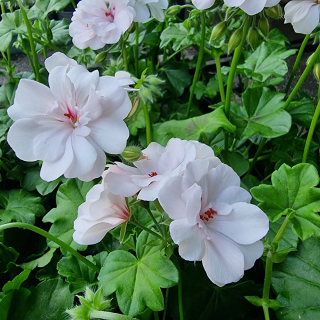 Pelargónia ťahavá biela