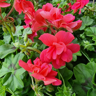 Pelargónia ťahavá oranžová