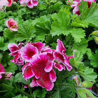 Pelargónia kríčková veľkokvetá fialková