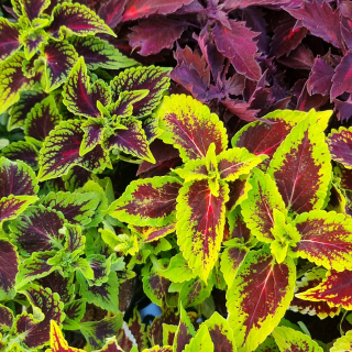 Coleus bordový