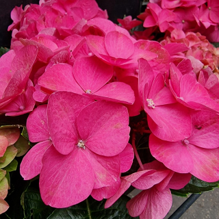 Hortenzia Kalinolistá ružová