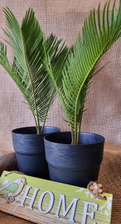 Cycas Revoluta 30 cm