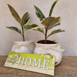 Ficus Elastica - Belize