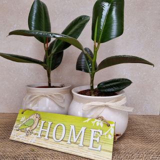 Ficus Elastica