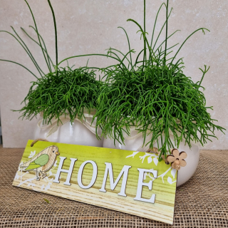 Rhipsalis