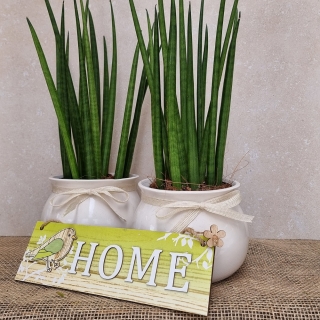 Sansevieria Cylindrica
