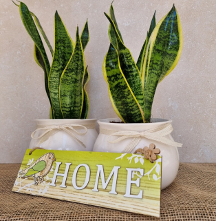 Sansevieria 
