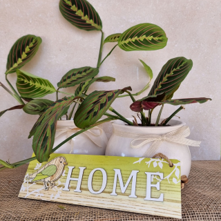 Maranta